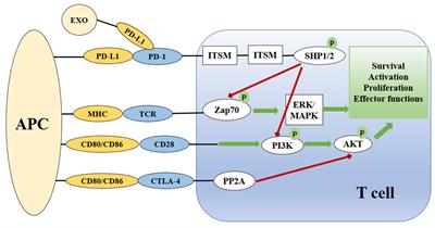 Role of regulation of PD-1 and PD-L1 expression in sepsis